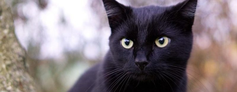 gatos-diabetes