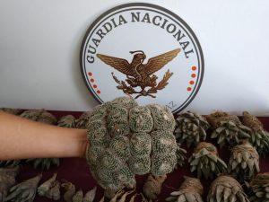 decomisan cactáceas 