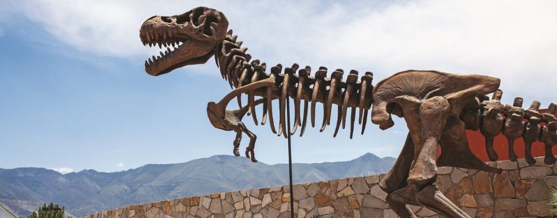 Descubre un fascinante fósil de dinosaurio en el Museo del Desierto – Código San Luis – Periódico en línea Descubre un fascinante fósil de dinosaurio en el Museo del Desierto – Código San Luis – Periódico en línea