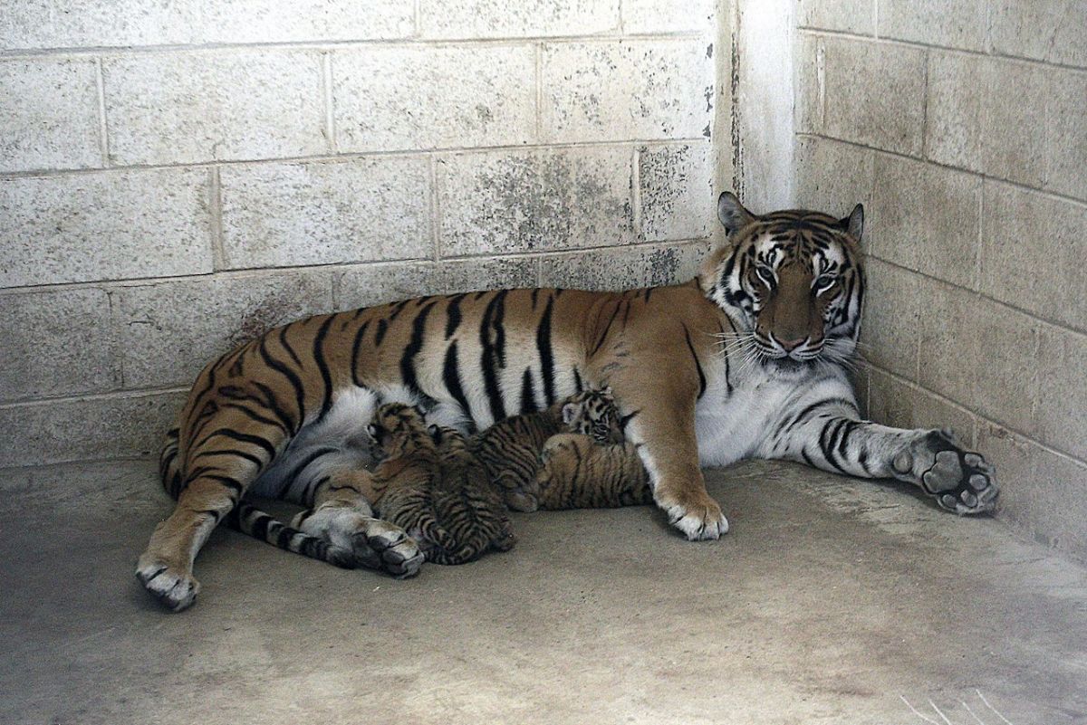 cachorros-tigre-bengala