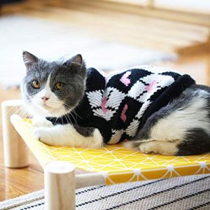 vestir-gatos-
