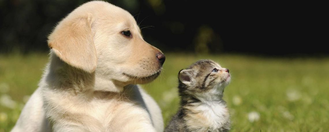 Adoptar-mascota
