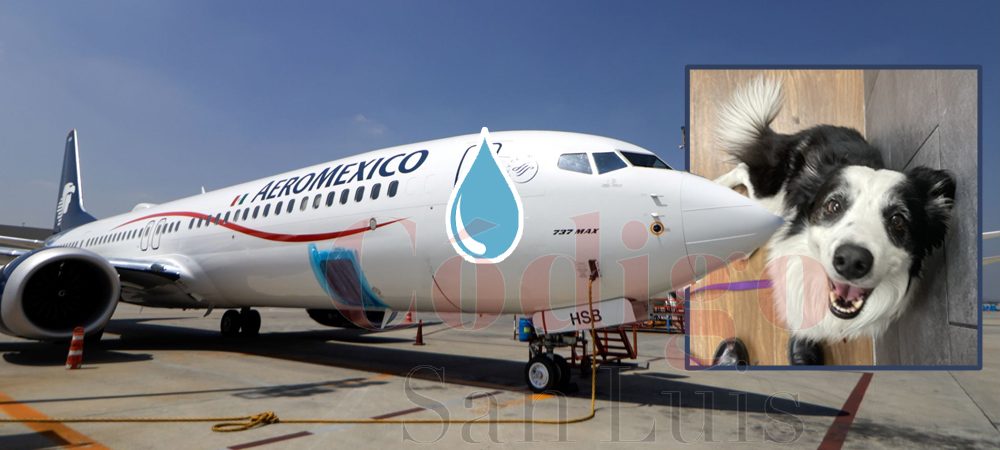 aeromexico-perrito