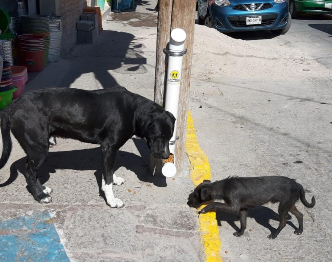 comederos-perritos-soledad