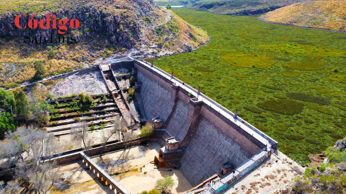 Lirio acuático infesta aguas de la Presa de San José – Código San Luis –  Periódico en línea