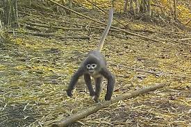 Especies-animales
