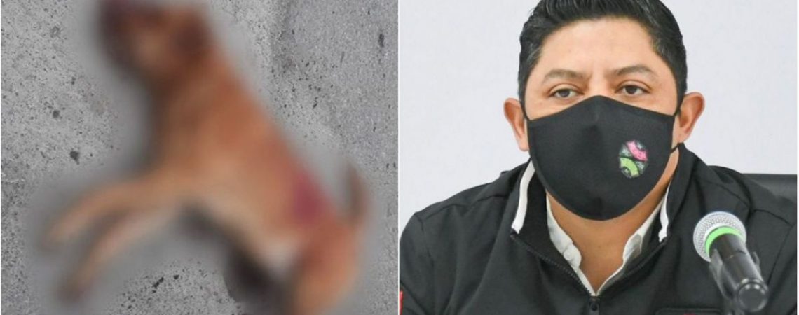 maltrato-animal-gallardo