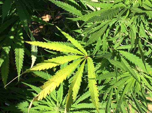 Tailandia-marihuana