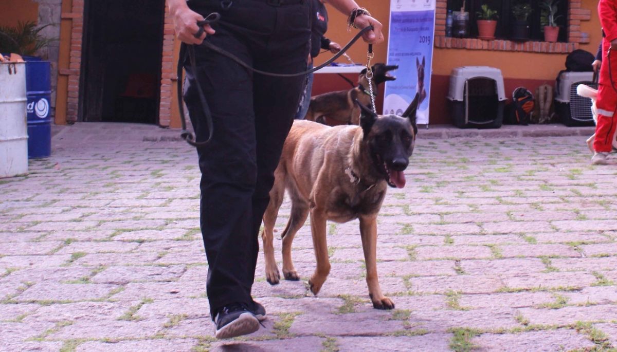 estancia-animales