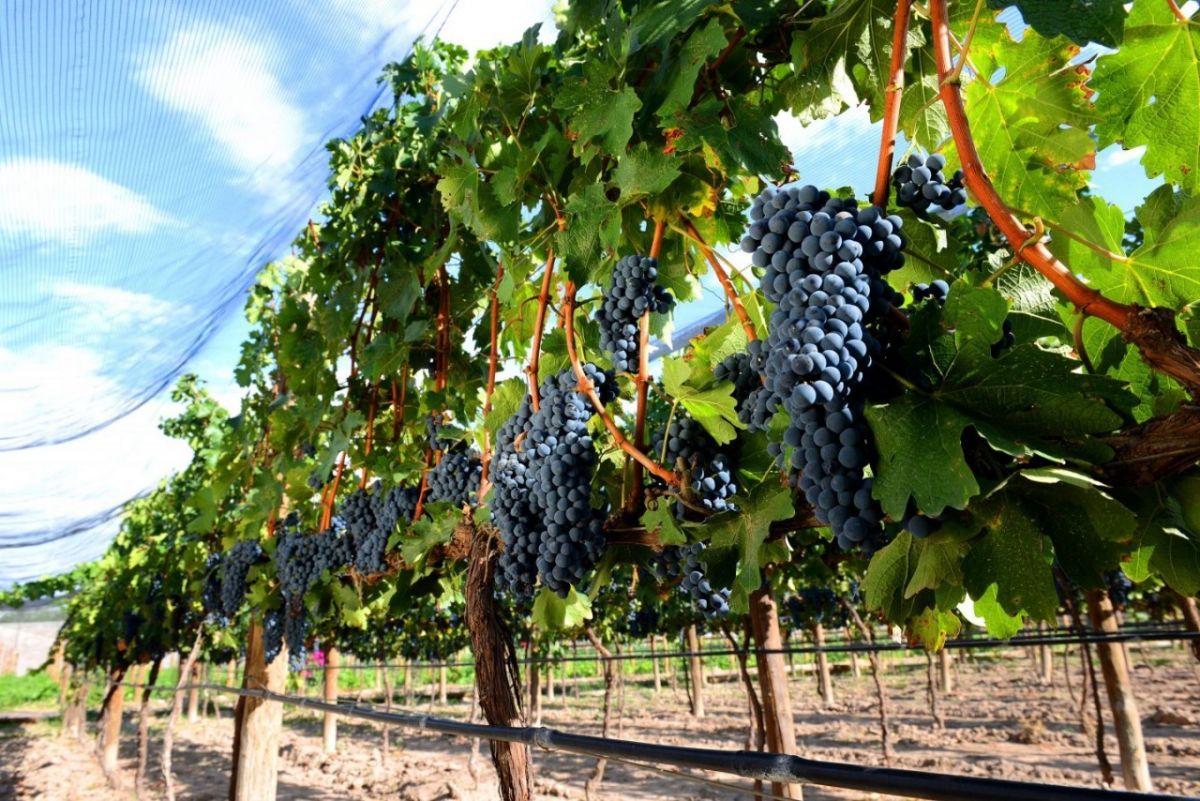 coahuila-sector-vinicola