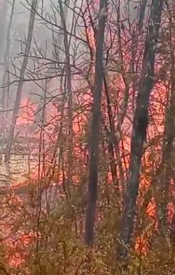 incendio-forestal-sierra-xilitla bosque
