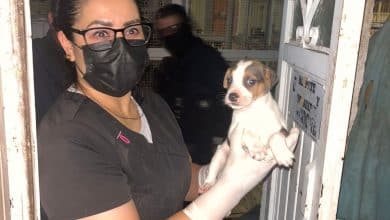 Gobierno de la Capital rescata 27 lomitos víctimas de maltrato