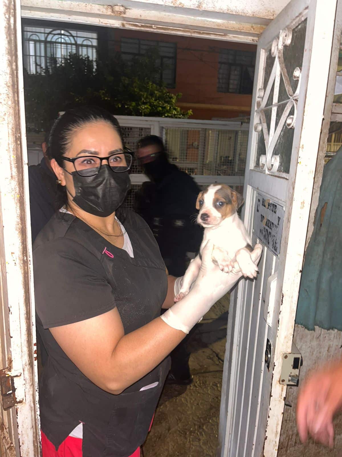 Gobierno de la Capital rescata 27 lomitos víctimas de maltrato