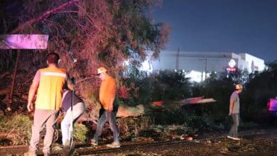 Por cada árbol caído durante la tormenta, Gobierno de la Capital plantará diez nuevos ejemplares