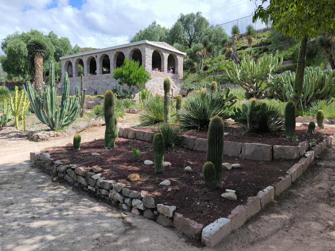 uaslp cactáceas