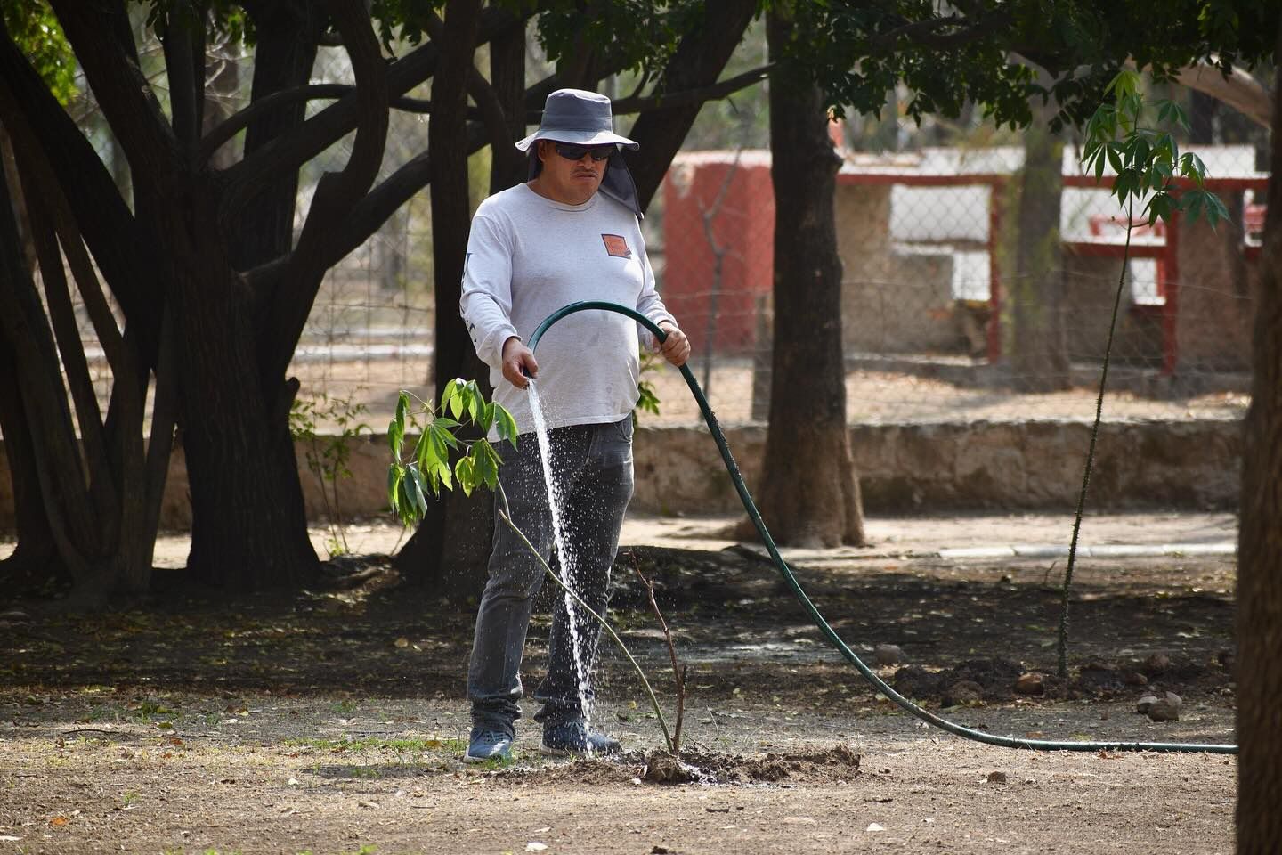 Gobierno de la Capital mantiene vivo el Parque de Morales con riego diario