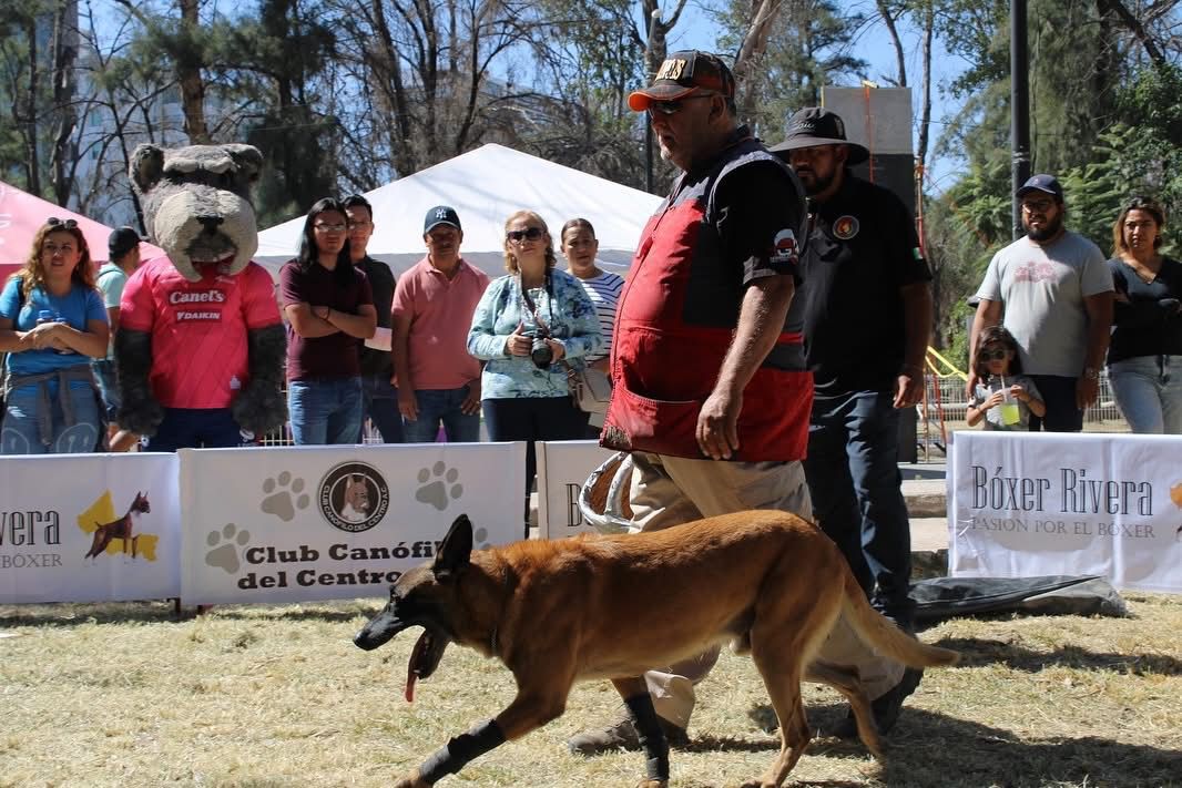 adopción gobierno municipal slp