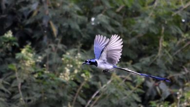 Avistamiento de aves en el rio valles
