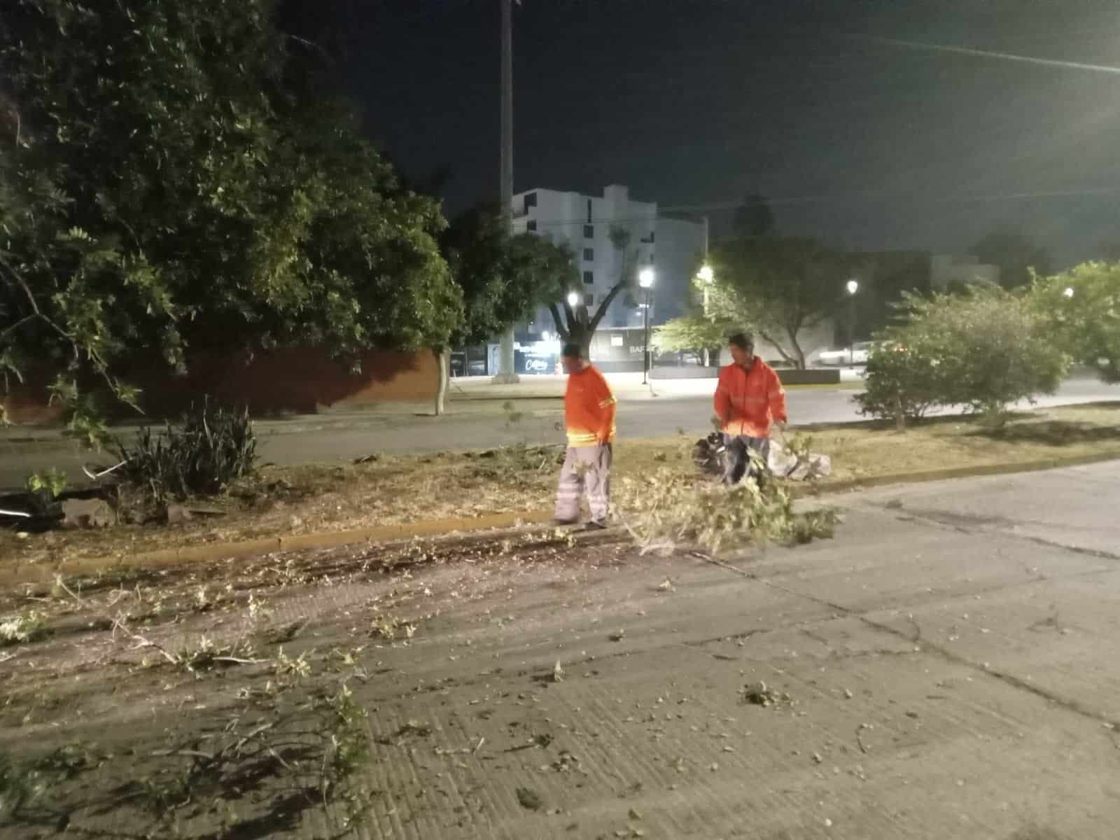 cordillera árbol slp gobierno municipal