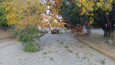 cordillera árbol slp gobierno municipal