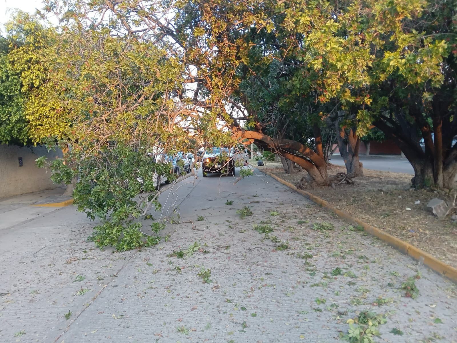 cordillera árbol slp gobierno municipal