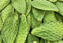 nopales