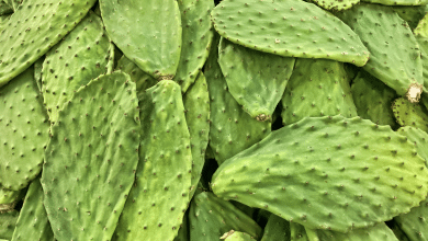 nopales