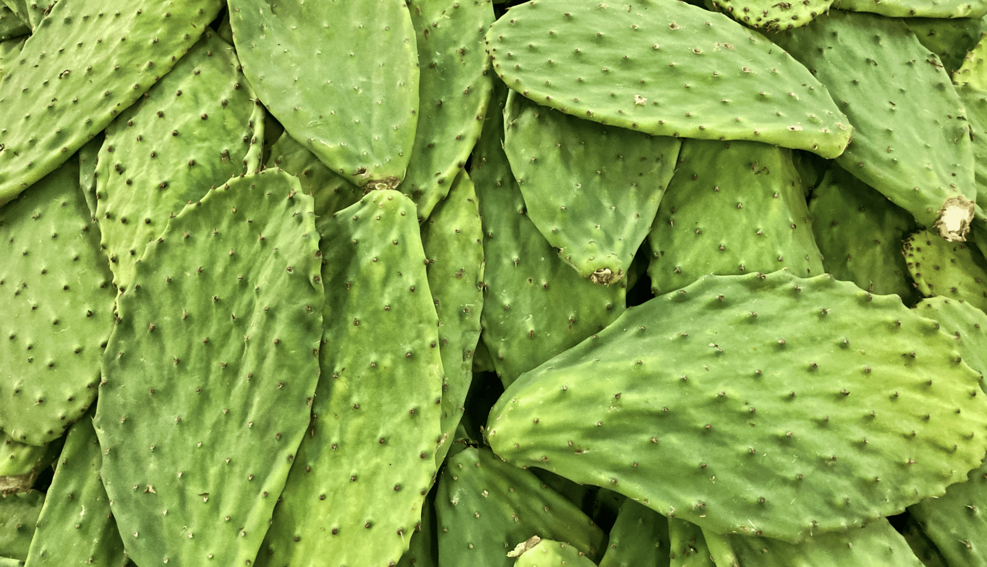 nopales