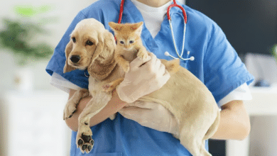 esterilizar escalerillas