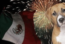 perrito pirotecnia
