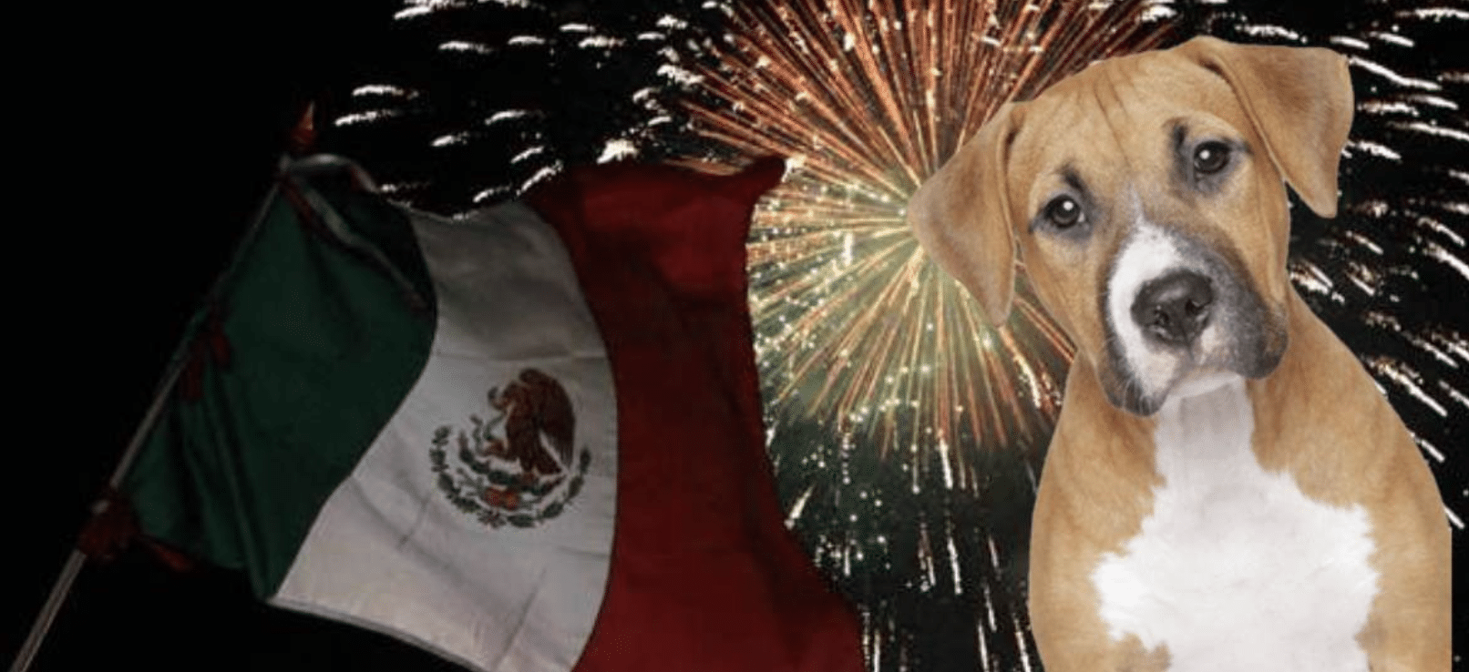 perrito pirotecnia