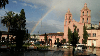 Pinos Zacatecas