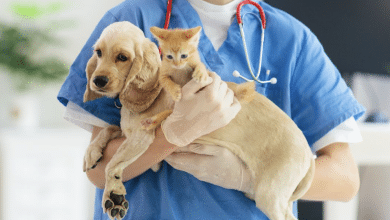 esterilizar mascotas milpillas