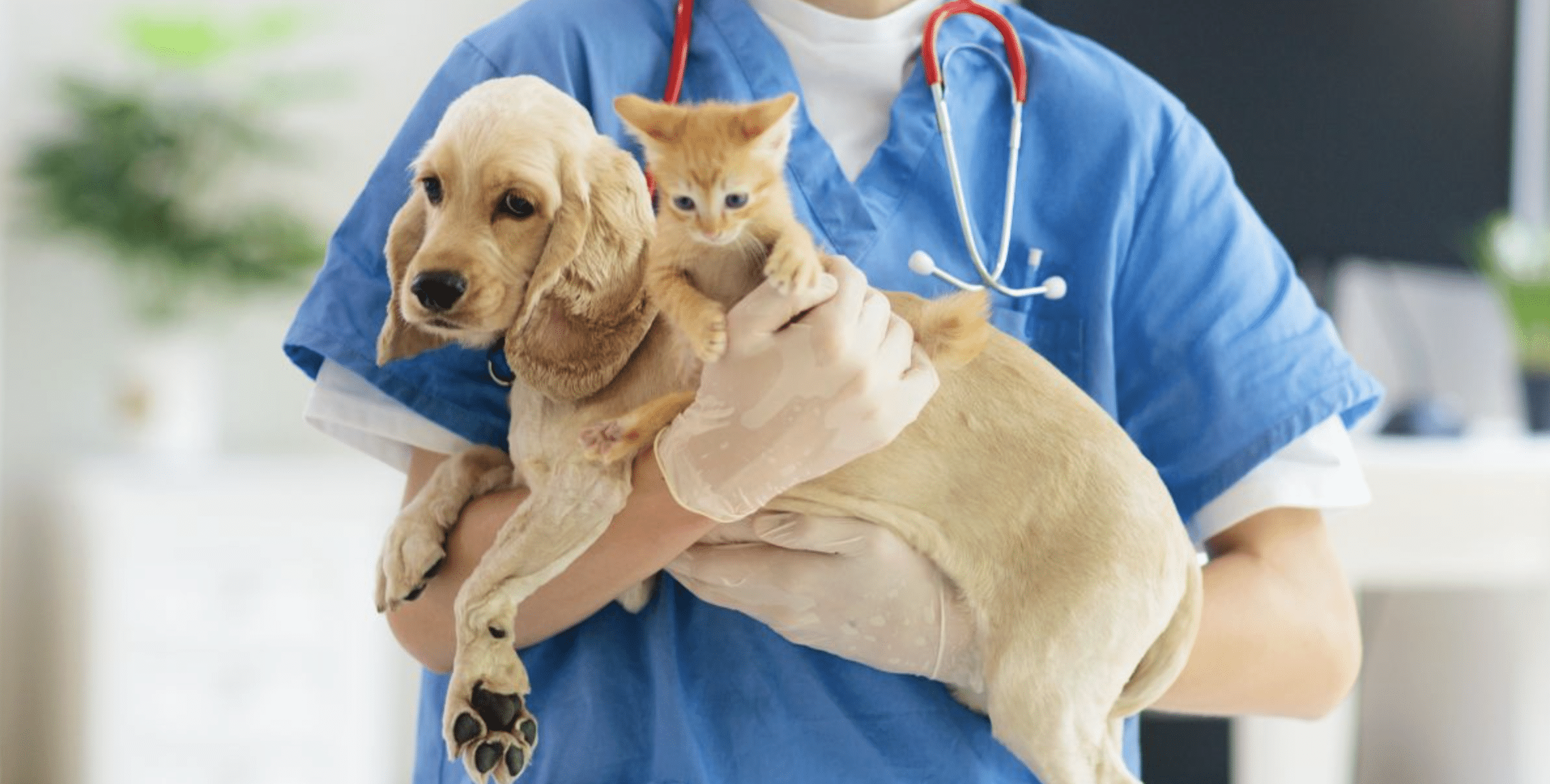 esterilizar mascotas milpillas