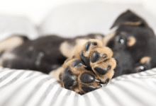 almohadillas perritos