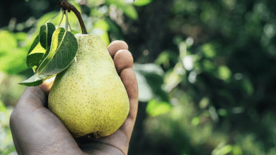 pera fruta