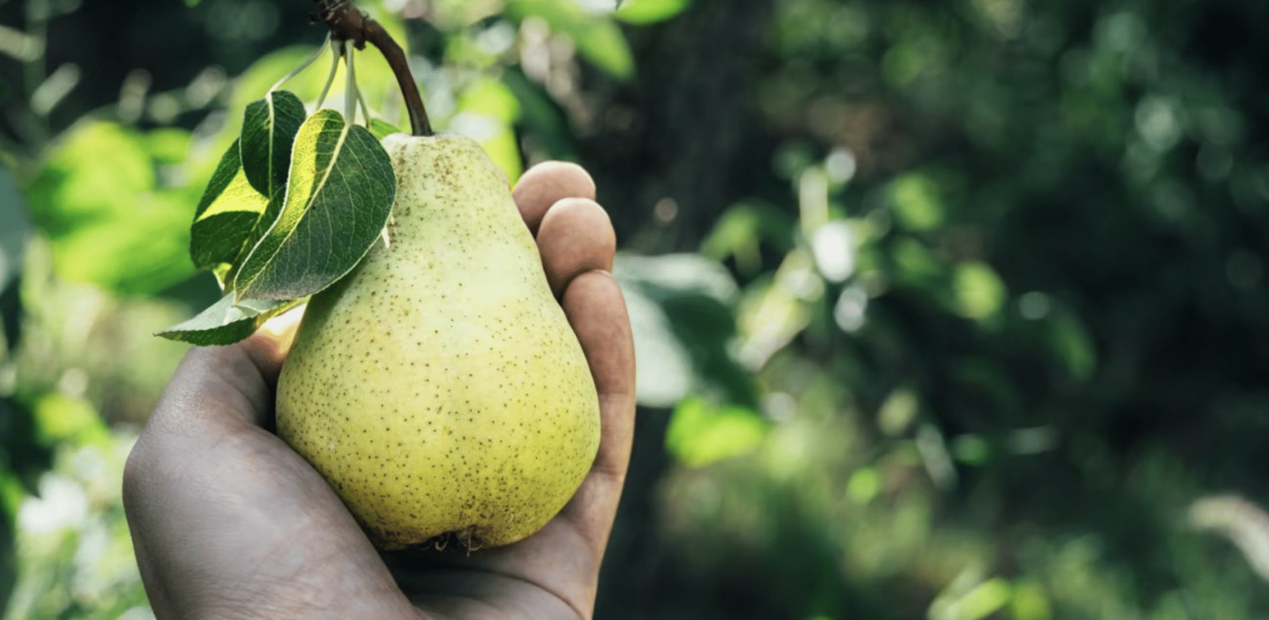 pera fruta