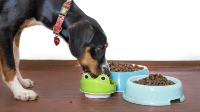 perro comida