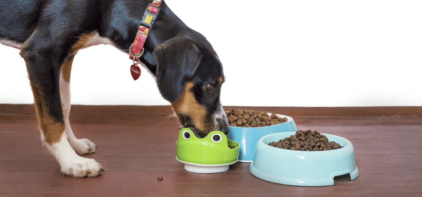 perro comida