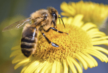 abejas