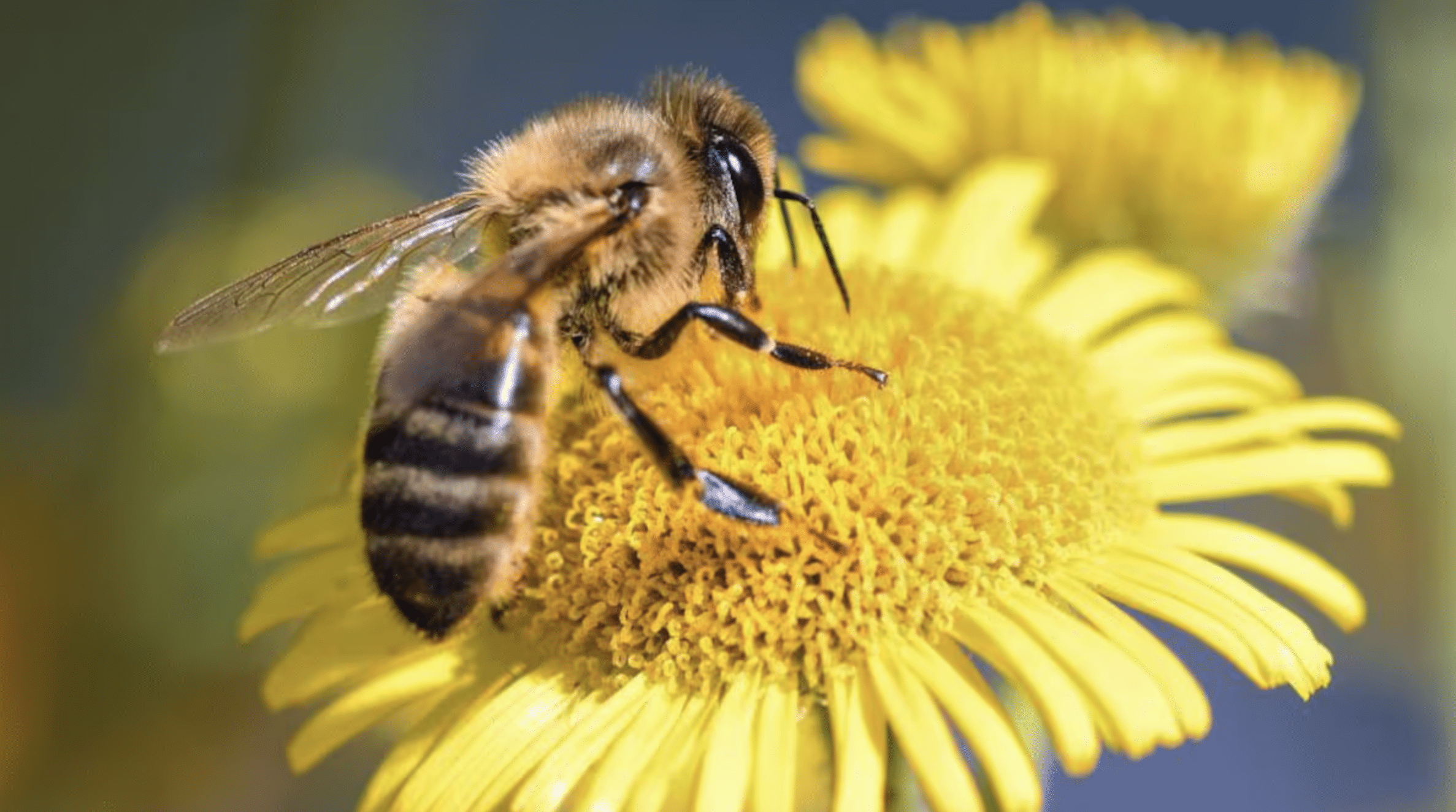 abejas