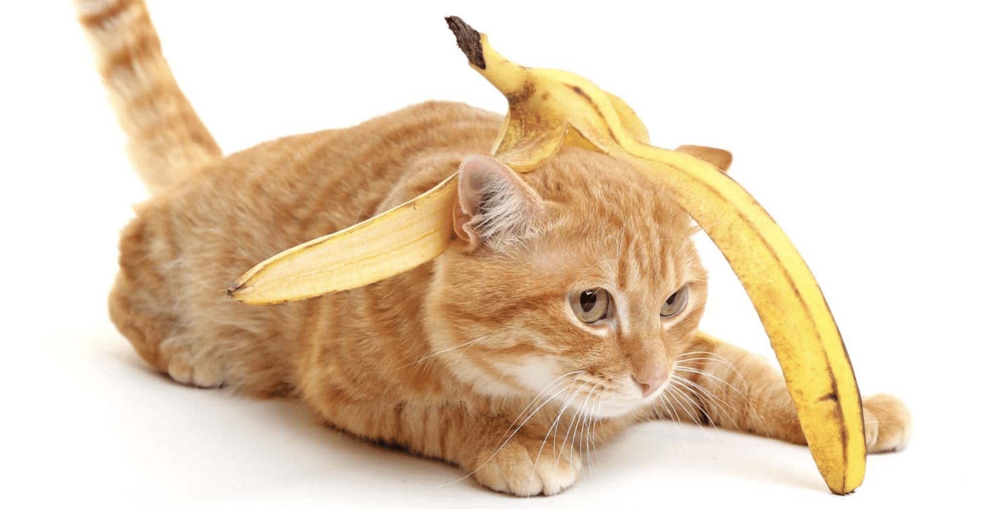 gato plátano