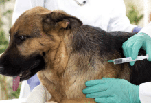 jornada antirrábica bocas gobierno municipal slp