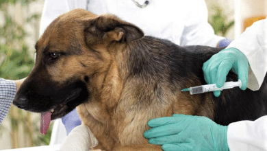 jornada antirrábica bocas gobierno municipal slp