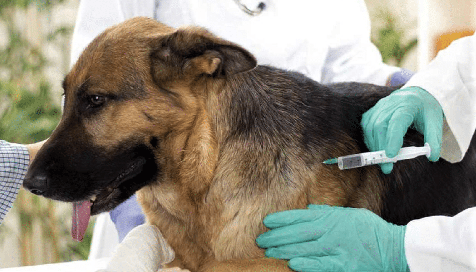 jornada antirrábica bocas gobierno municipal slp