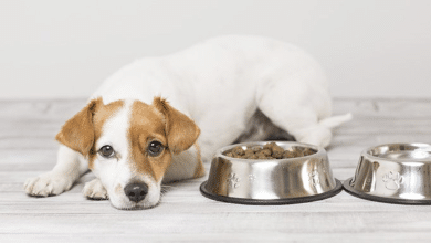 cachorro croquetas perrito