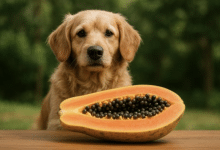perro papaya