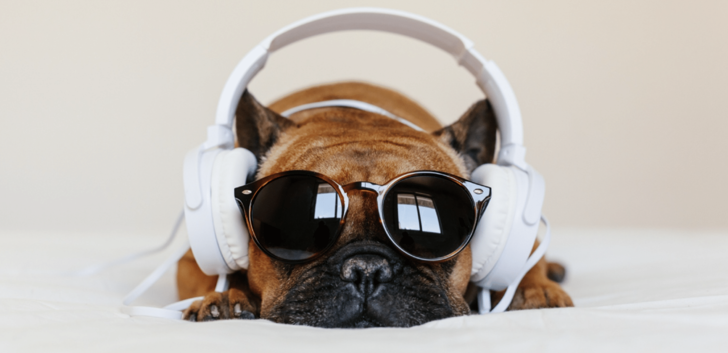 música perritos