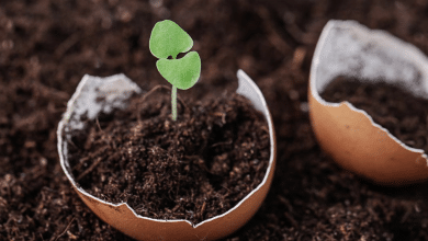 cáscara huevo plantas salud vida sana