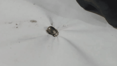 bala perdida angostura